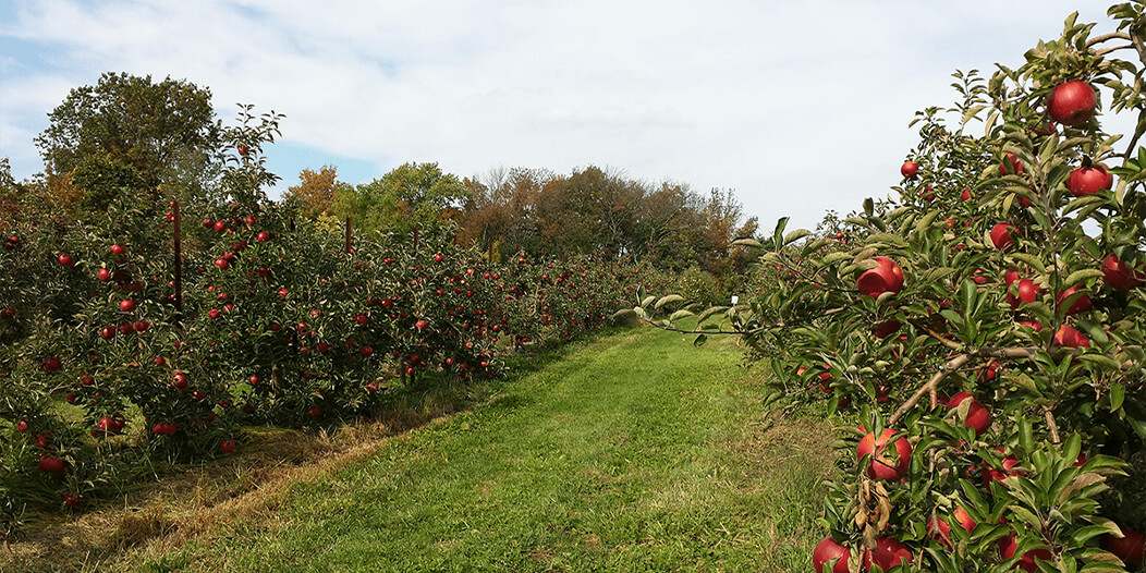 Apple Orchard